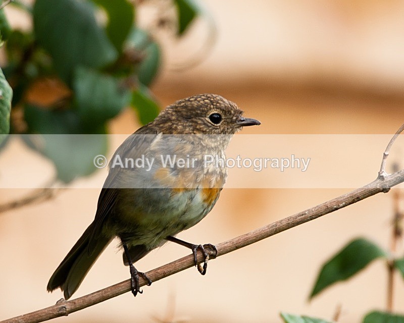 20080802-010 - Robin
