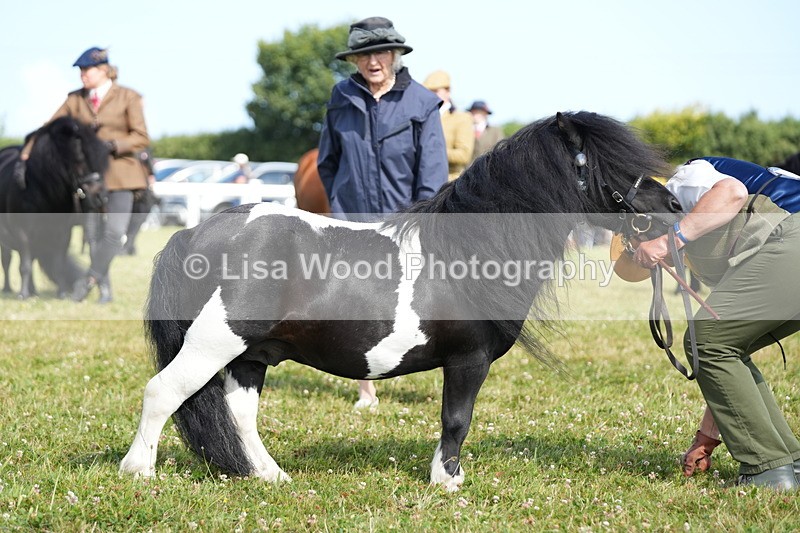 DSC05329 - Class 49: NPS Shetland 4 years and over