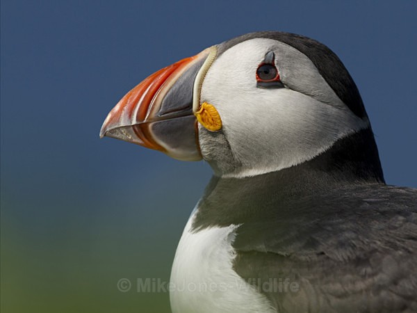 PUFFIN, LUNGA, TRESHNISH ISLES - PUFFINS, ISLE OF MULL