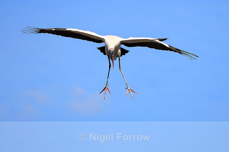 Wood Stork parachuting, Wakodahatchee Wetlands, Florida - Wood Stork