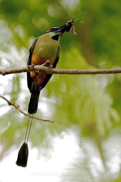  - Birds of Costa Rica and Mauritius