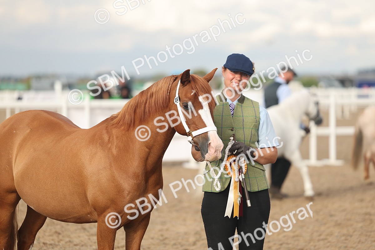 SBM_08593 - Class 29 - IH Veteran Pony