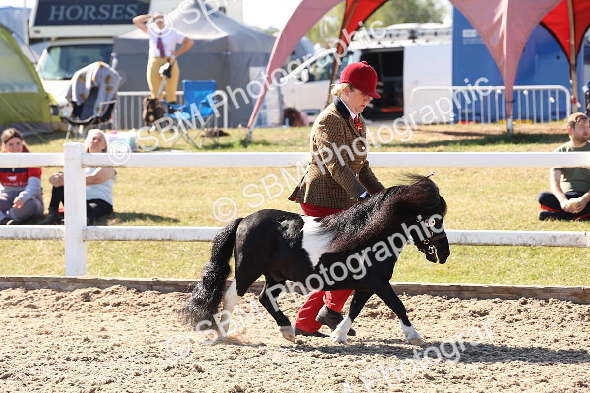 SBM_13874 - Class 205 - IH Show Pony - Show Hunter Pony