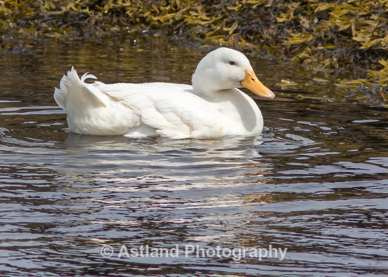 Astland Photography, Bird and Wildlife Images, Susan and Peter Wilson, U.K.