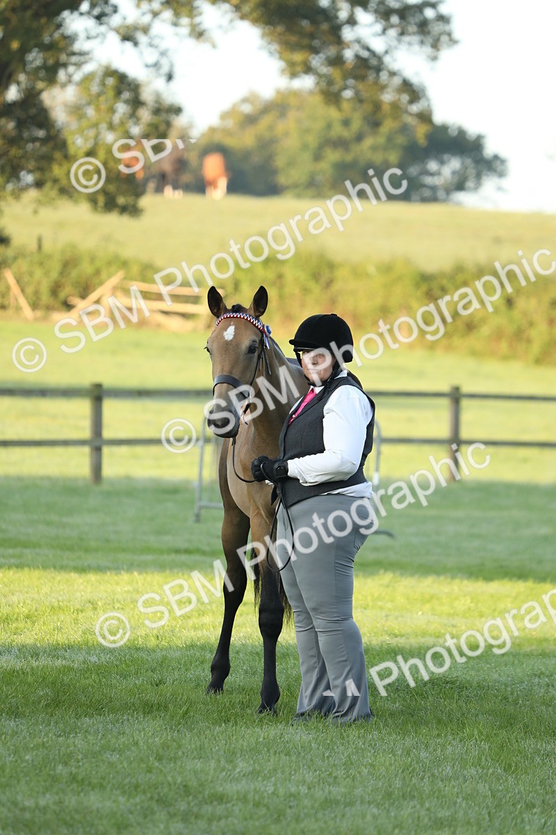 SBM_57836 - S42 - Youngstock