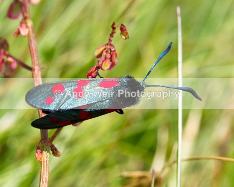 20110614-IMG_5795 - Butterflies & Moths