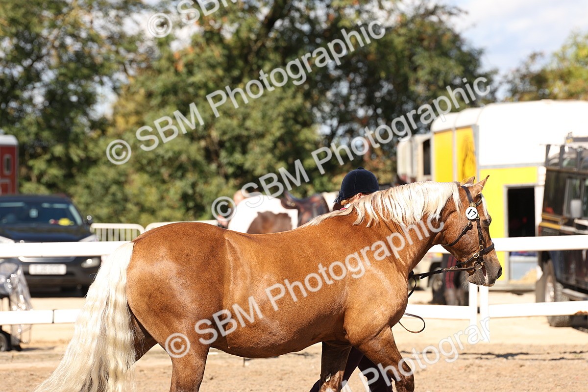 SBM_13866 - Class 205 - IH Show Pony - Show Hunter Pony