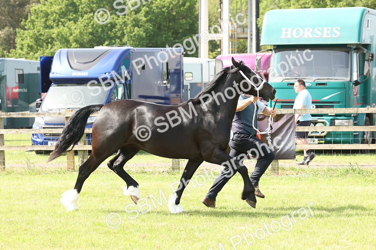 SBM_02362 - Class 6-13 - Mountatin and Moorland In Hand Welsh Breeds