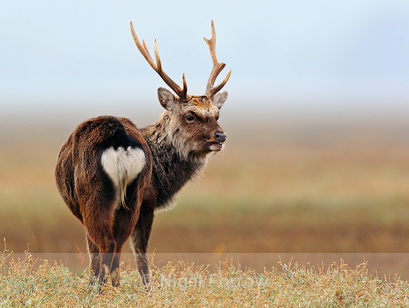 Sika Deer Stag on the Shipstal salt marshes at  Arne - Deer
