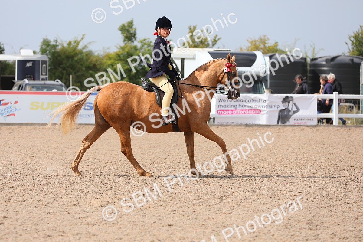 SBM_15587 - Class 311 Ridden Show Pony/ Show Hunter Pony