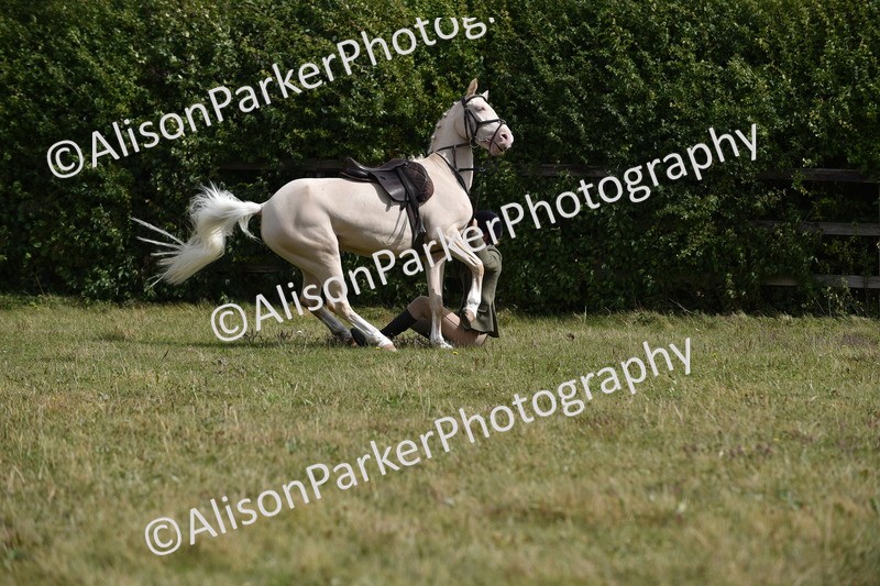 20250831-4073 - Class 13 - Working Hunter Horse or Pony