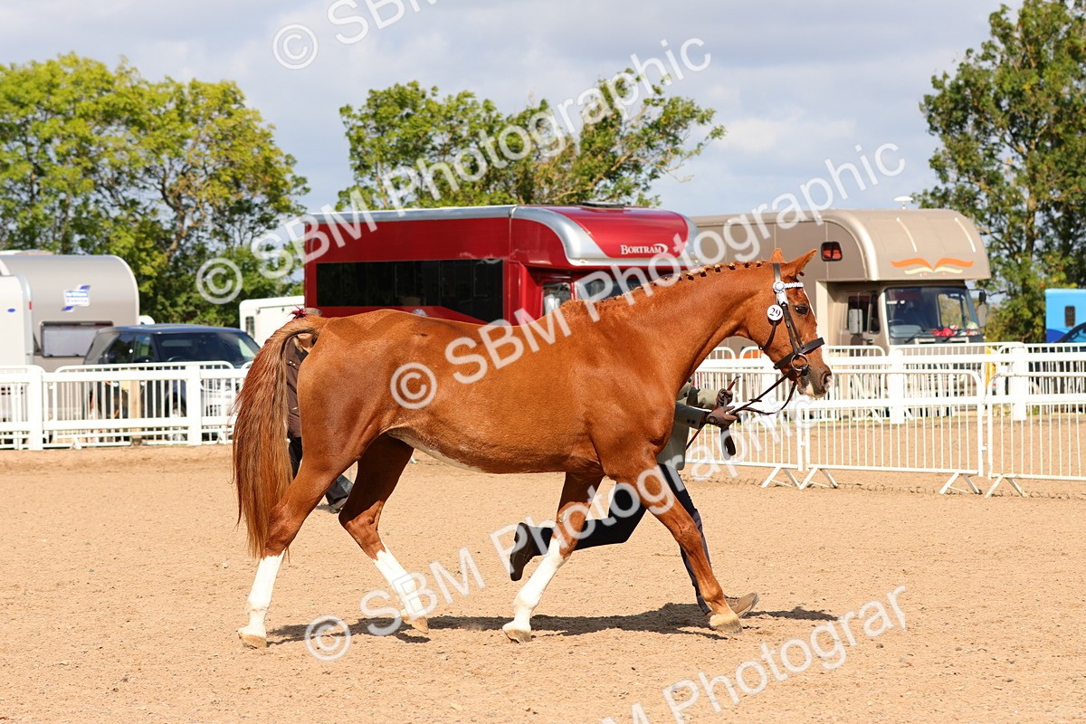 SBM_11171 - Class 208 - IH Veteran Horse