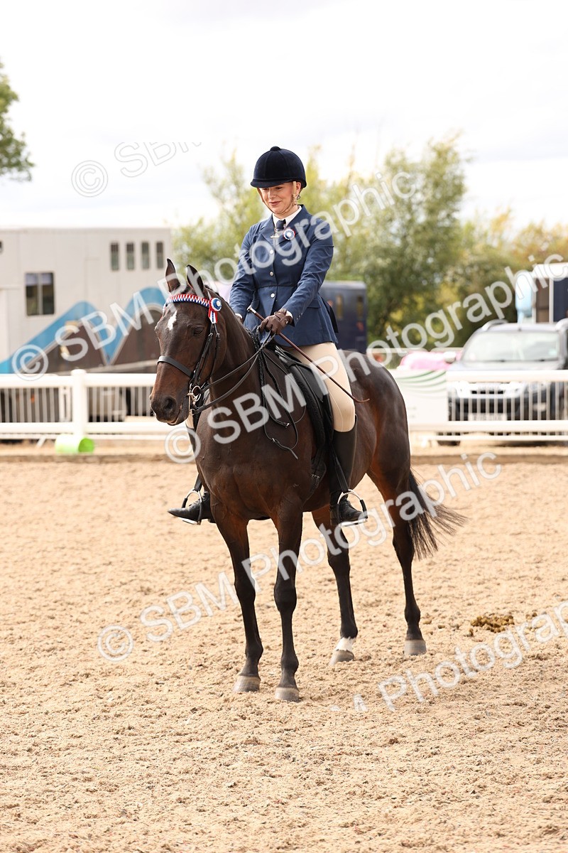 SBM_17371 - Class 214 - Ridden Hack Riding Horse