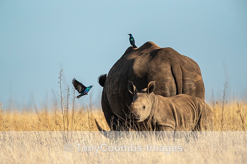 Black Rhino & calf - Lewa ~ Other Mammals
