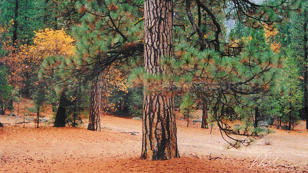 YosemitePine - Trees
