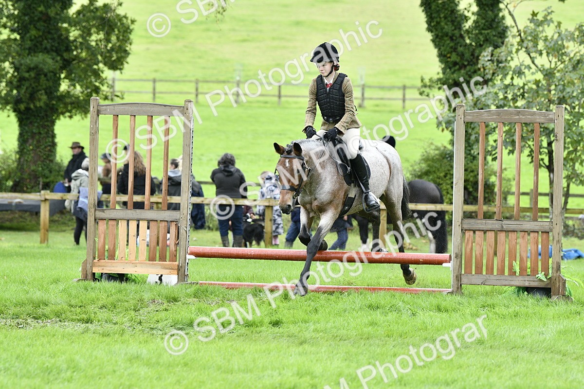 SBM_41456 - S32 - Mountain & Moorland Working Hunter Pony