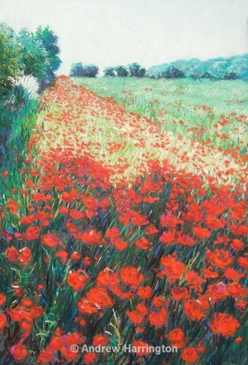 poppies - Paintings 1