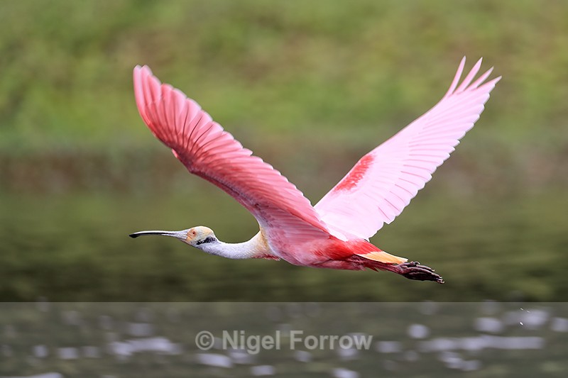 Roseate Spoonbill flying, Harns Marsh, Florida - Roseate Spoonbill