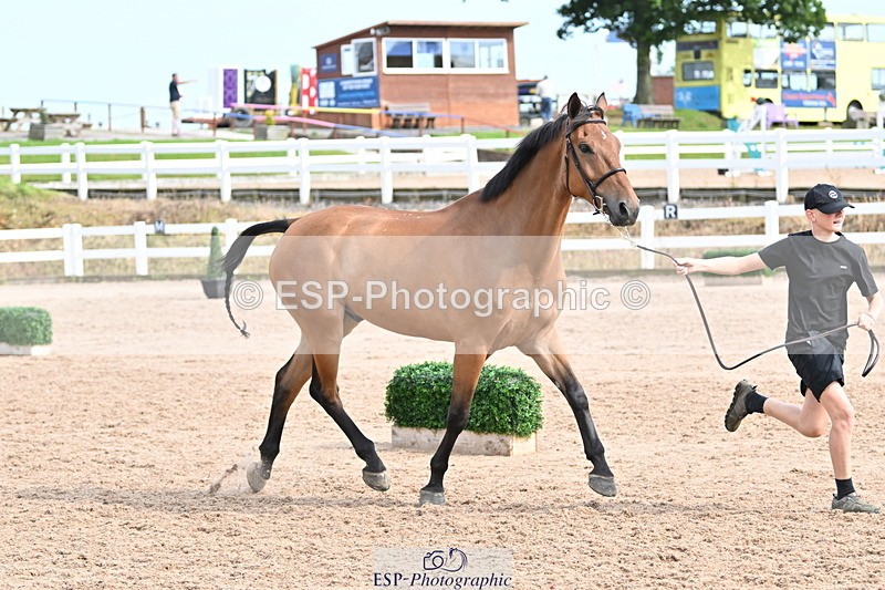 240717A-165749-03576 - Trot Up 4pm to 5pm