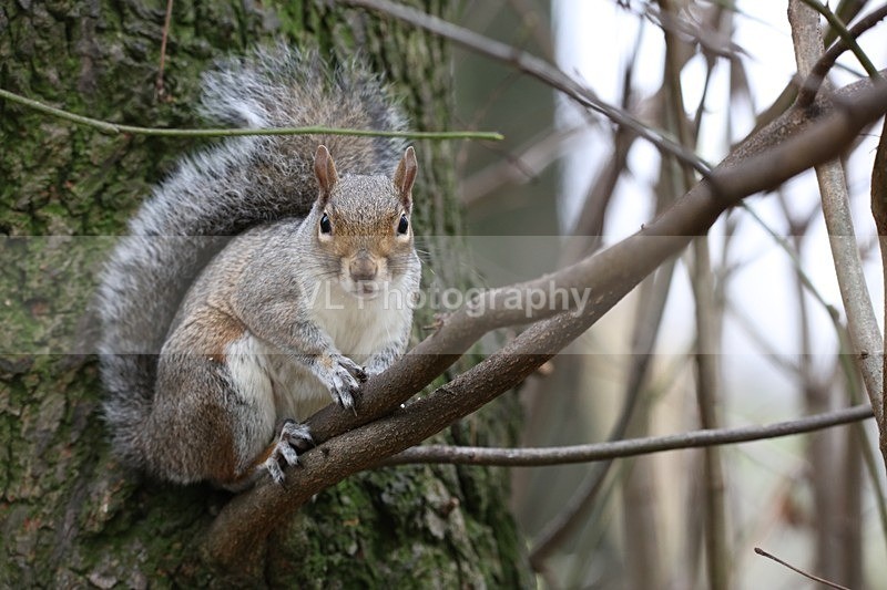 Squirrel 3 - Animals, Birds etc