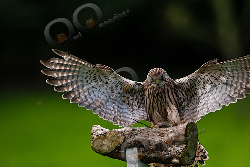Tin Tin the Kestrel - Our Birds