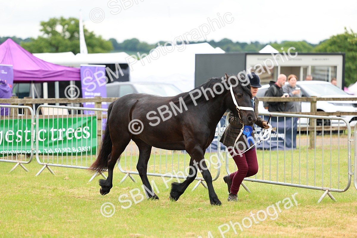 SBM_00599 - Class 58-67 - M&M Non Welsh Pony In hand