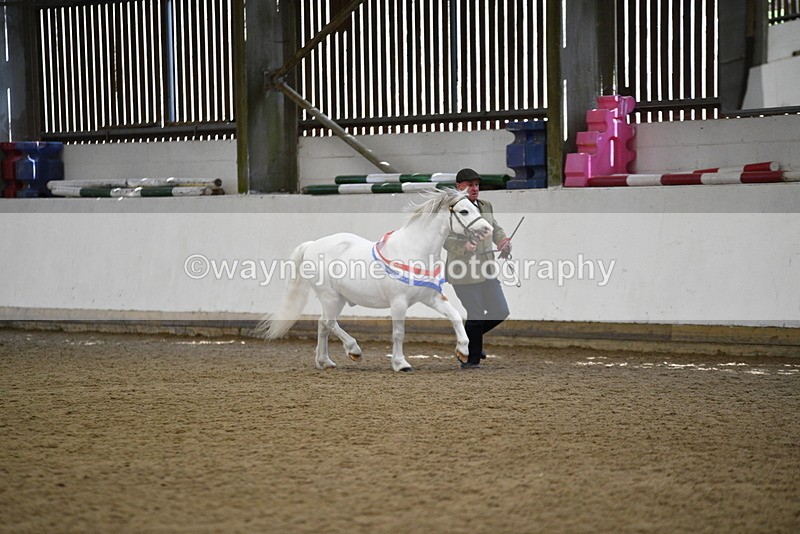WJ5_5850 - Morning in hand Championship