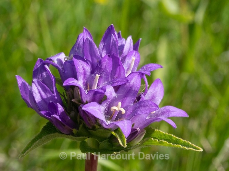 Clustered bellflower (Campanula glomerata) - Flower Portraits