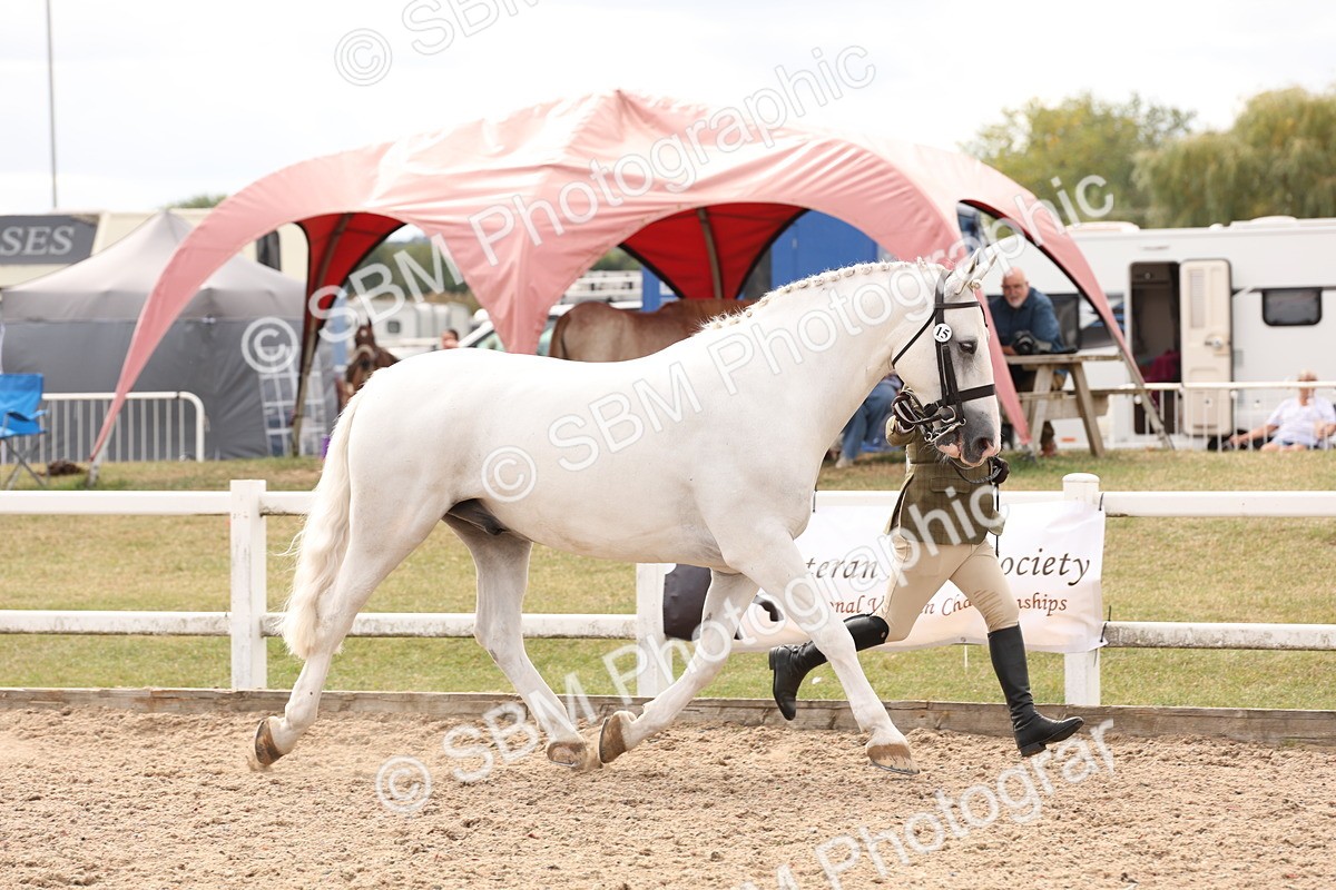 SBM_14645 - Class 208 - IH Veteran Horse