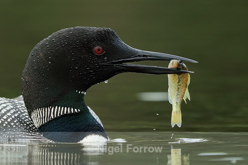 Common Loon with fish, Minnesota - Great Northern Diver