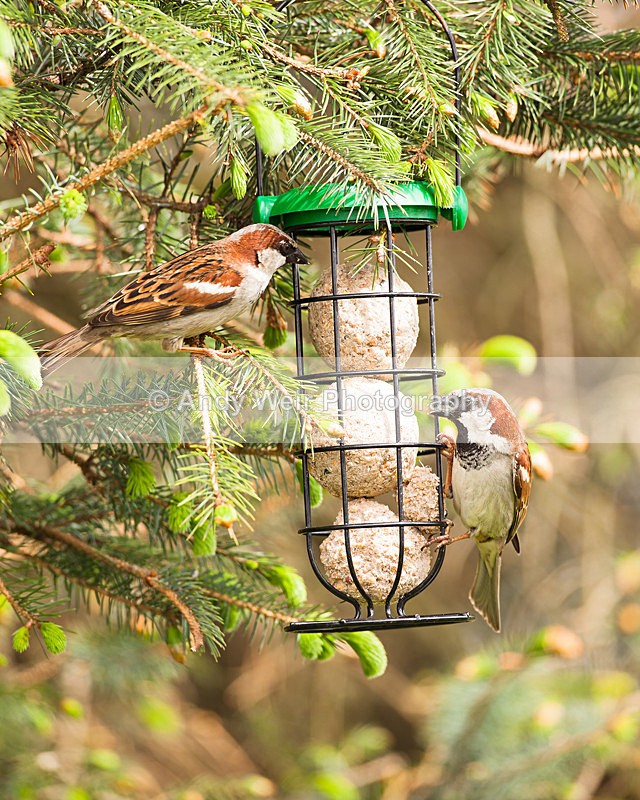 20130519-_MG_3399 - House Sparrow