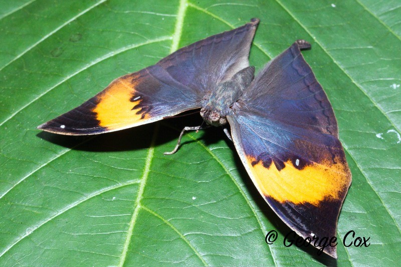 Leaf Butterfly - Kallima inachus - Worldwide Butterflies