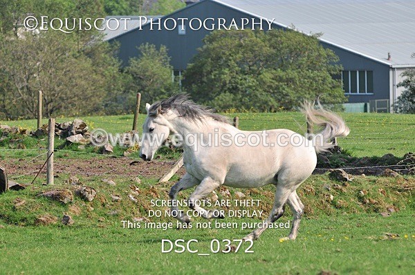 DSC_0372 - ARCHIVE REQUEST - Quincy and Guinness