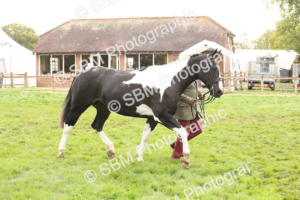 SBM_56805 - S54 - Piebald & Skewbald Horse In Hand