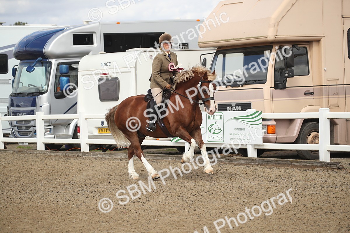 SBM_14618 - Class 505a - M&M Working Veteran - 50cm (15-19)