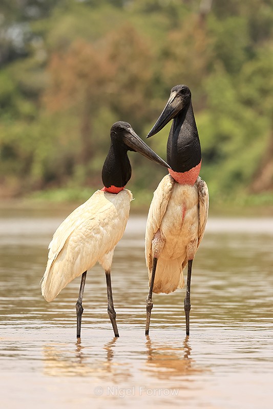 Jabiru pair, Corixa Três Irmãos, Mato Grosso, Brazil - Jabiru