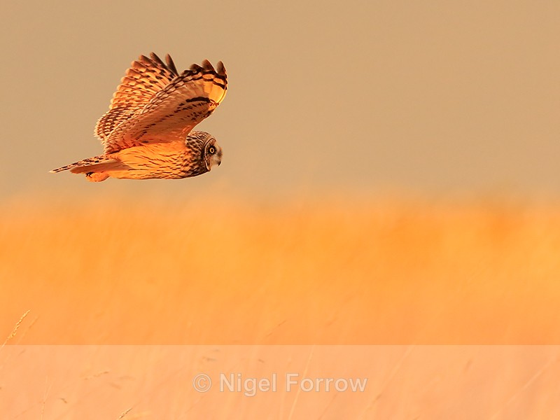 Short-eared Owl golden light, Hawling, Gloucestershire - Short-eared Owl