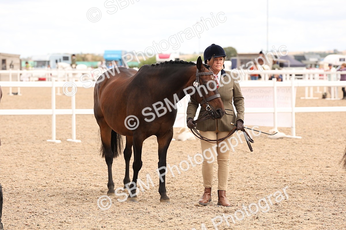 SBM_14683 - Class 208 - IH Veteran Horse