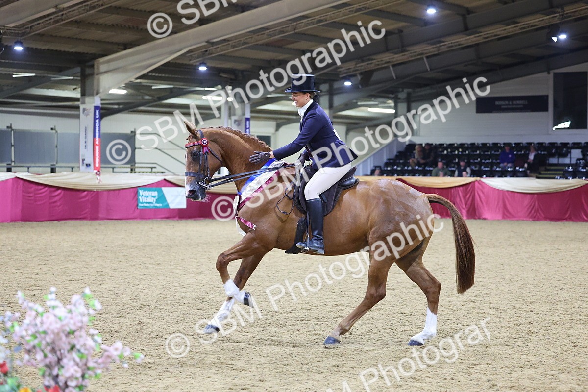 0B8A4503 - Class O Ridden Show Horse Champ