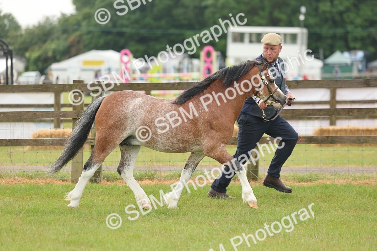 SBM_01342 - Class 50-57 - M&M Welsh Pony In Hand