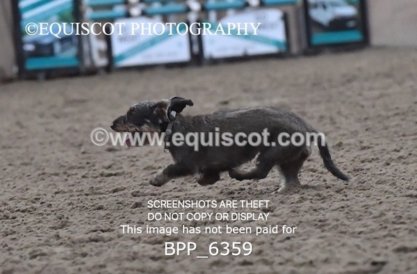 BPP_6359 - CARLA DOGS