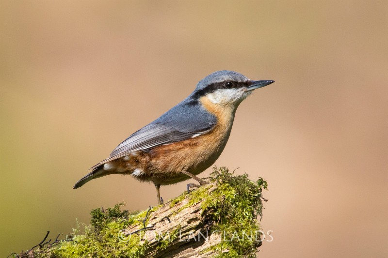 Nuthatch - All Other Birds