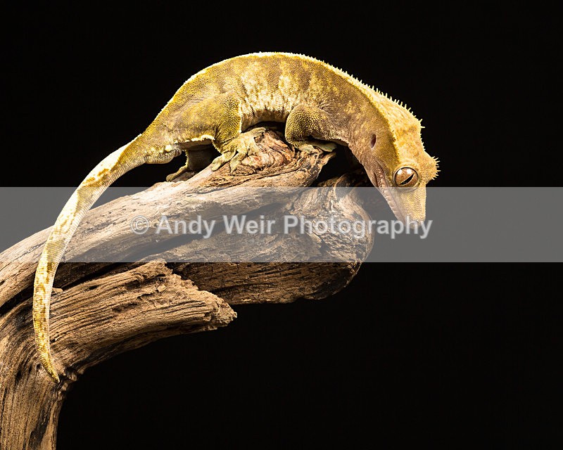 20140325-3K8A9364 - Lizards