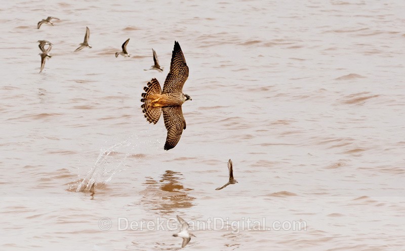 In hot pursuit - Peregrine Falcon vs Semipalmated Sandpiper - Birds of Atlantic Canada