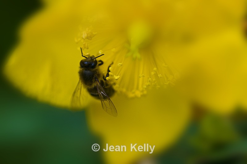 Bee - 6409 - Insects