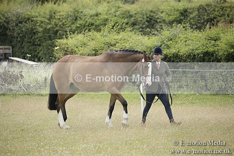 B230619-0564 - Bourne Valley Riding Club Summer Show 23/06/19