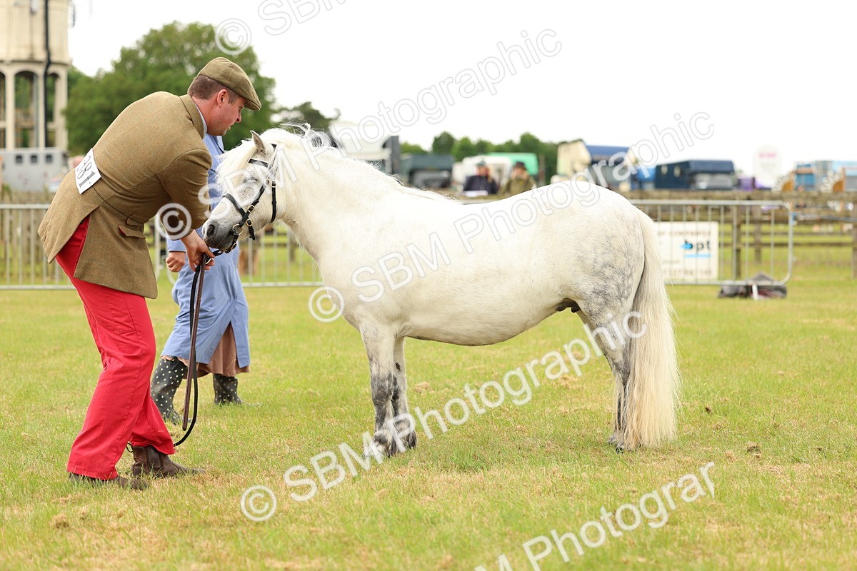 SBM_04367 - Class 64-67 - Shetland Pony In Hand