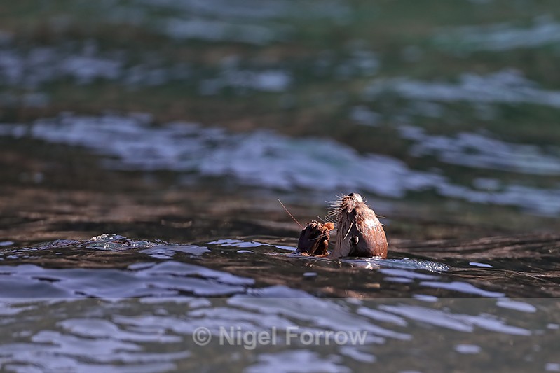 Marine Otter floating & holding food, Chanaral Island, Chile - Otter