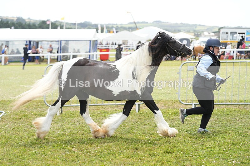 DSC06818 - Class 60: Coloured Pony 4yrs & over