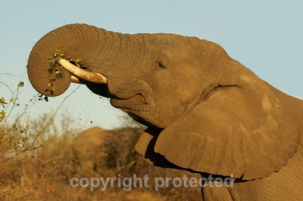 Elephant - Timbavati, South Africa - African Wildlife